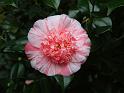 Camellia Anemone centred_2